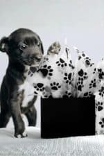 Patili Petshop 140 Mikron Hazır Baskılı Kargo Poşeti 25 x 30 +5 - Görsel 3